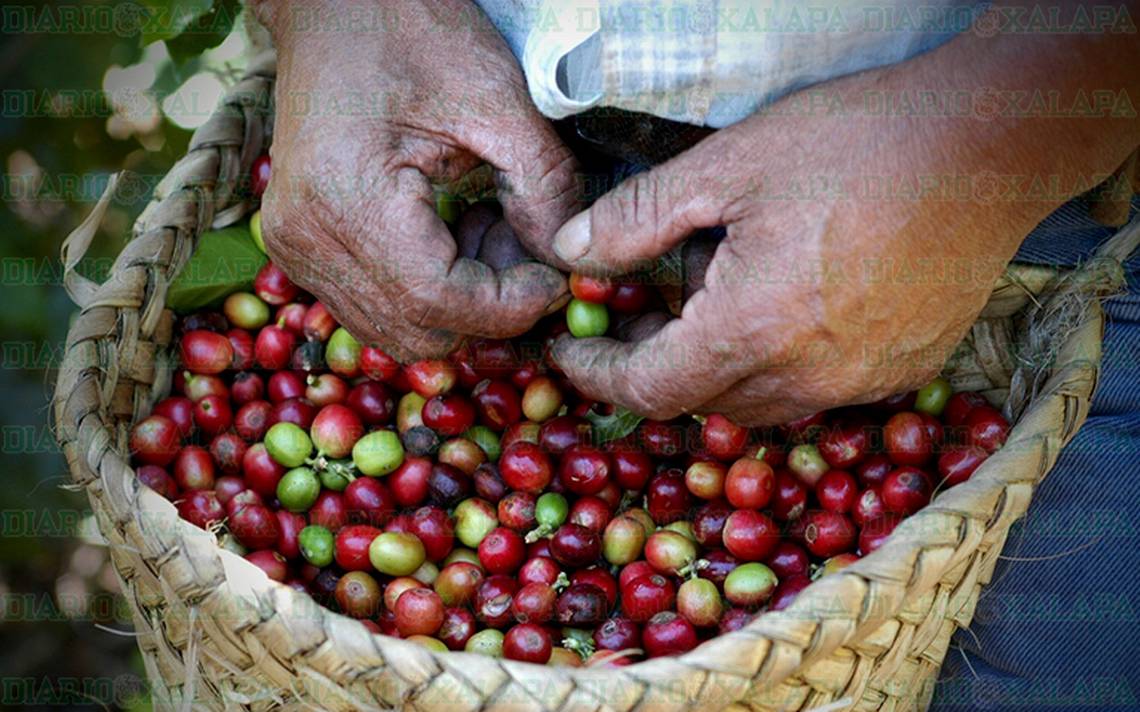 Cafetaleros piden establecer precios para el café El Sol